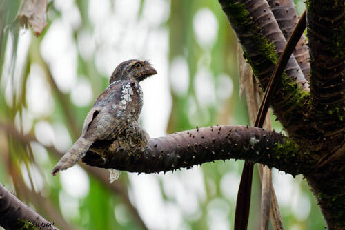 Sunda Frogmouth (Batrachostomus cornutus), photo 2