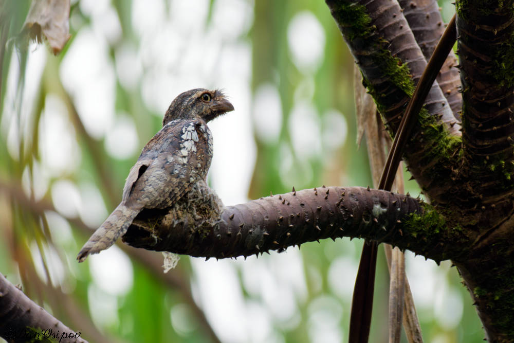 Sunda Frogmouth (Batrachostomus cornutus), photo 2
