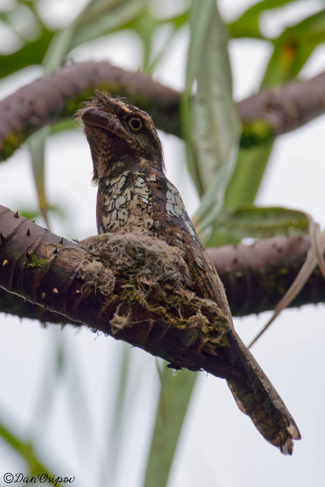 Sunda Frogmouth (Batrachostomus cornutus), photo 3
