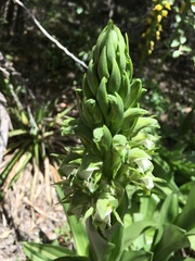 Chloraea cylindrostachya