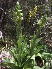 Chloraea cylindrostachya