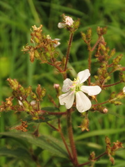 Chaetogastra ciliaris