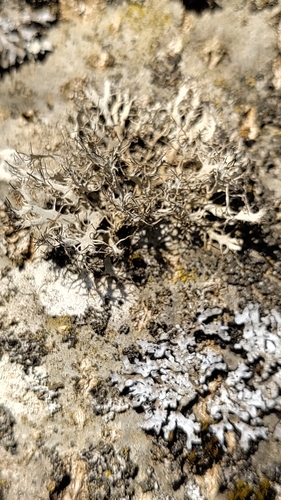 Gefranste Wimpernflechte