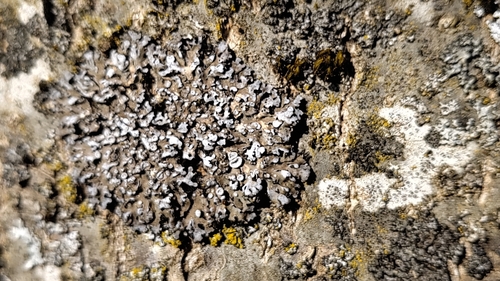 Bereifte Schwielenflechte