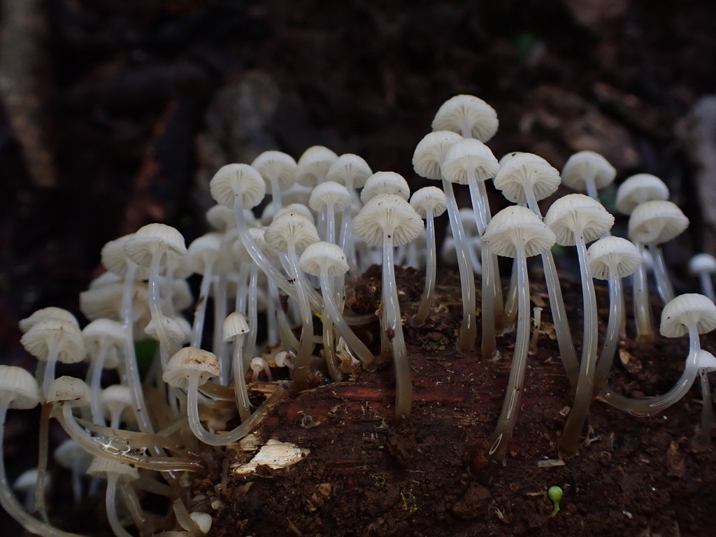 Roridomyces austrororidus · December 2025 · photo: © oqt (iNaturalist, cc-by)