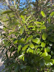 Capparis cynophallophora