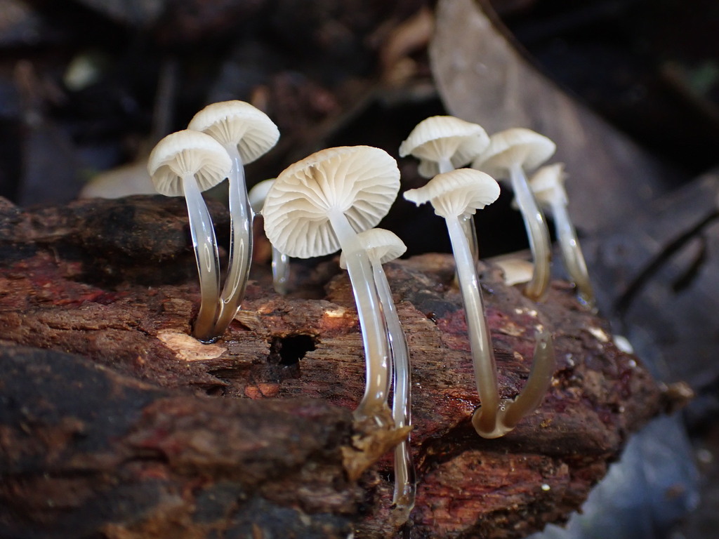 Roridomyces austrororidus · December 2025 · photo: © oqt (iNaturalist, cc-by)