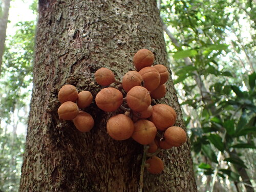 Epicharis parasitica, photograph 5