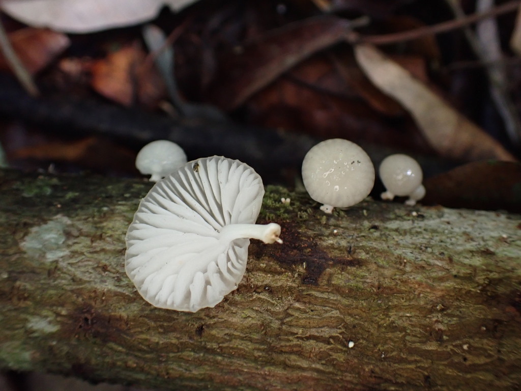 Oudemansiella exannulata · December 2025 · photo: © oqt (iNaturalist, cc-by)