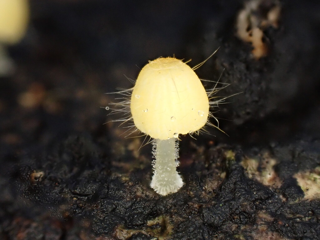 Mycena brunneisetosa