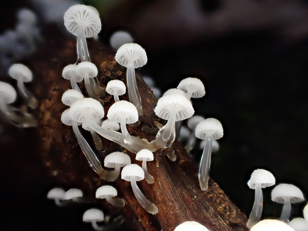 Roridomyces austrororidus · December 2025 · photo: © oqt (iNaturalist, cc-by)