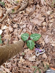Trillium reliquum