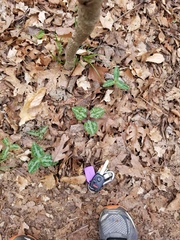 Trillium reliquum