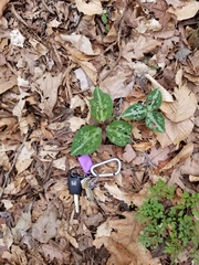 Trillium reliquum