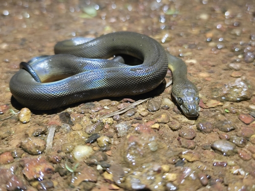 Water Python sighting