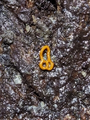 Bubble mold (Hemitrichia serpula)