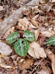 Trillium reliquum
