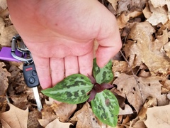 Trillium reliquum