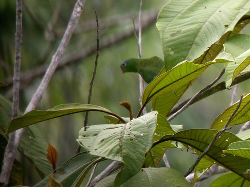 Manu Parrotlet (Nannopsittaca dachilleae), photo 3