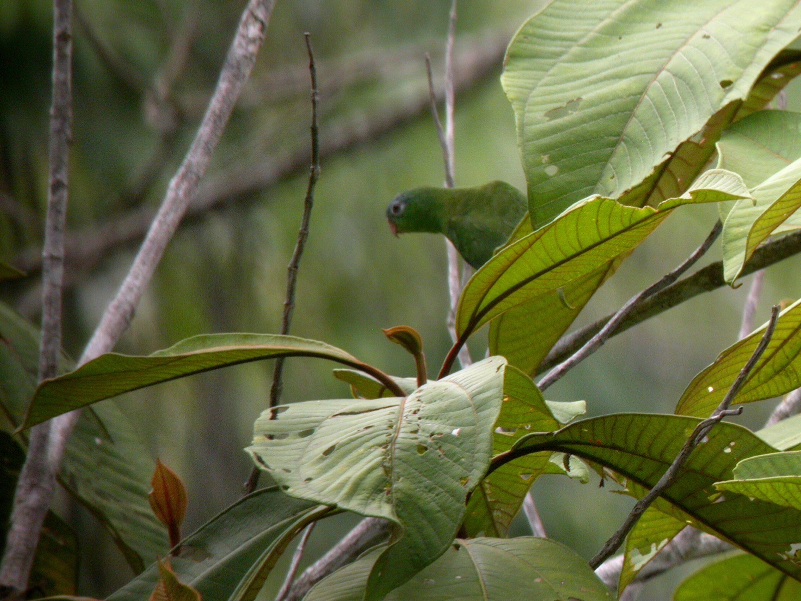 Manu Parrotlet (Nannopsittaca dachilleae), photo 2