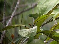 Amazonian Parrotlet photo 2