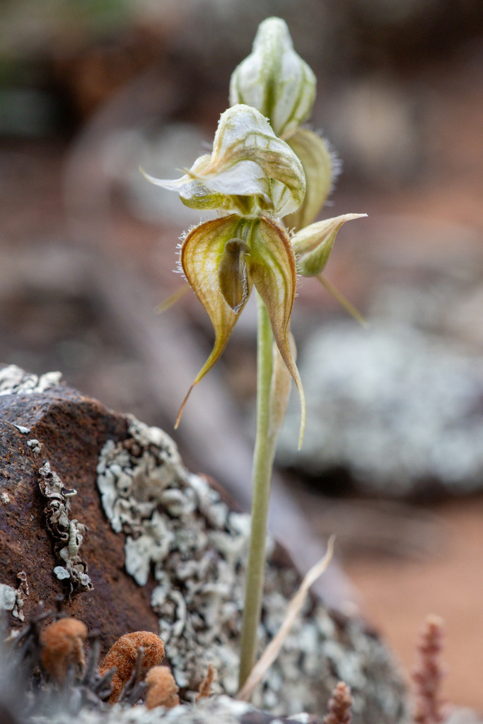 Pterostylis xerophila