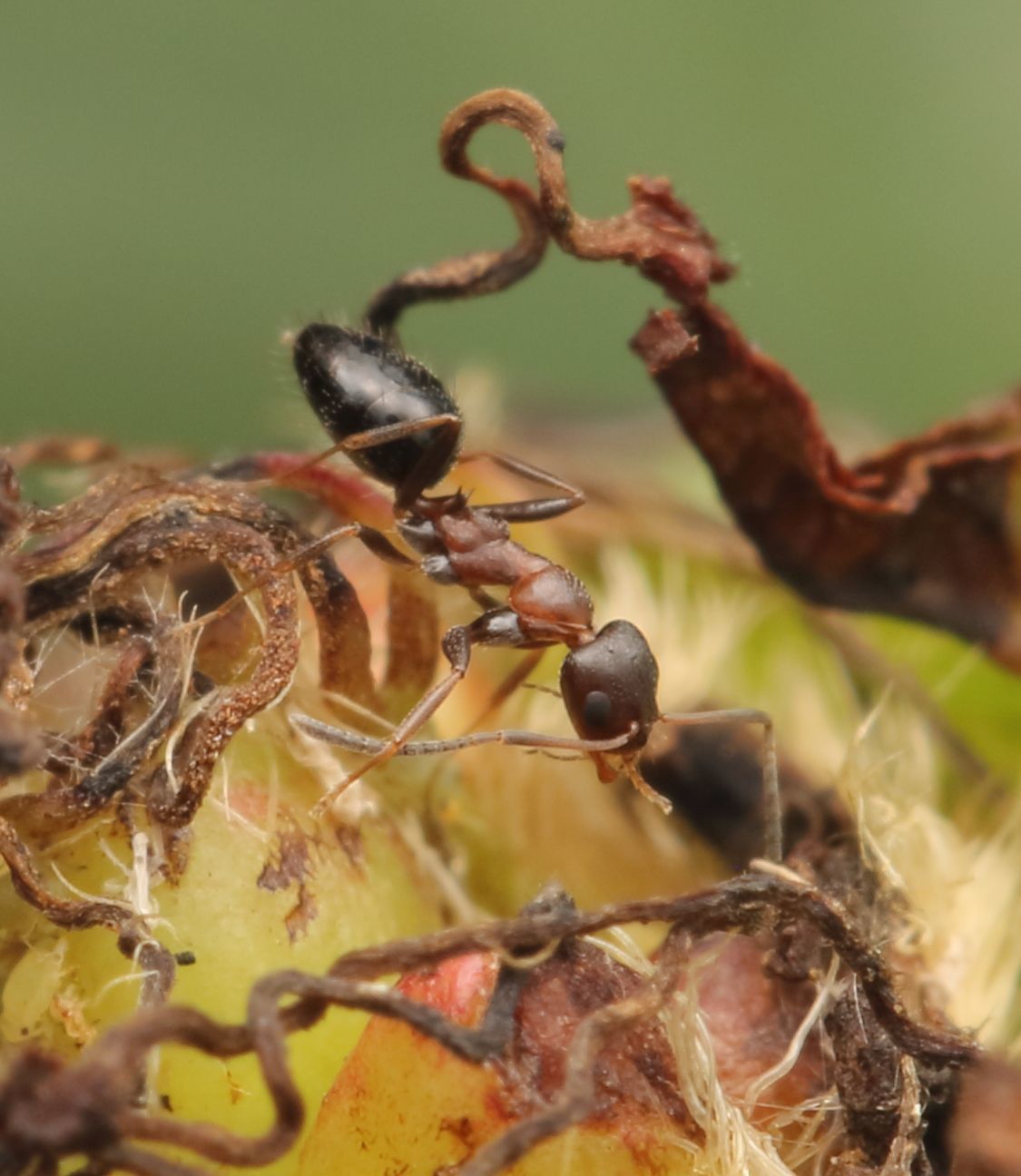 Lepisiota spinosior