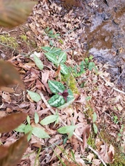Trillium reliquum