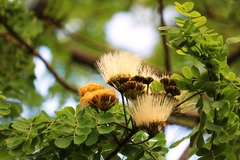 Pseudosamanea guachapele