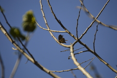 Consul fabius cecrops