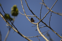 Consul fabius cecrops