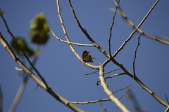 Consul fabius cecrops