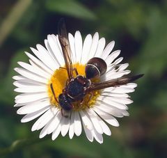 Antepipona