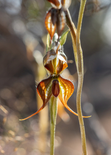 desert rustyhood (Pterostylis xerophila)