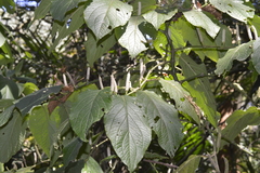 Piper auritum