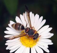 Antepipona