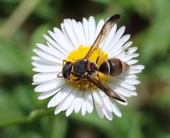 Antepipona
