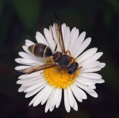 Antepipona