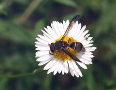 Antepipona
