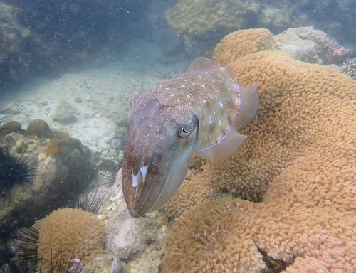 Acanthosepion pharaonis