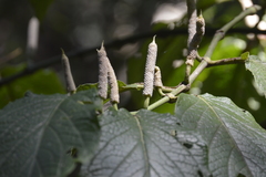 Piper auritum