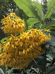 Acrisione cymosa