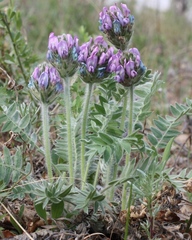 Oxytropis kungurensis
