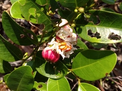 Glochidion littorale