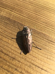 Chalcophora mariana massiliensis