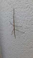 Bacillidae