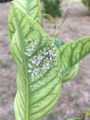 Aleurothrixus floccosus