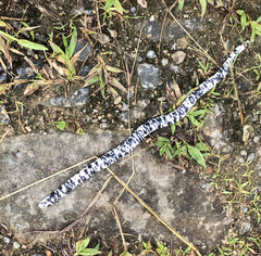 Amphisbaena fuliginosa