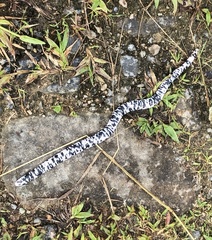 Amphisbaena fuliginosa