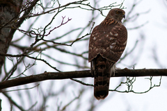 Accipiter gentilis